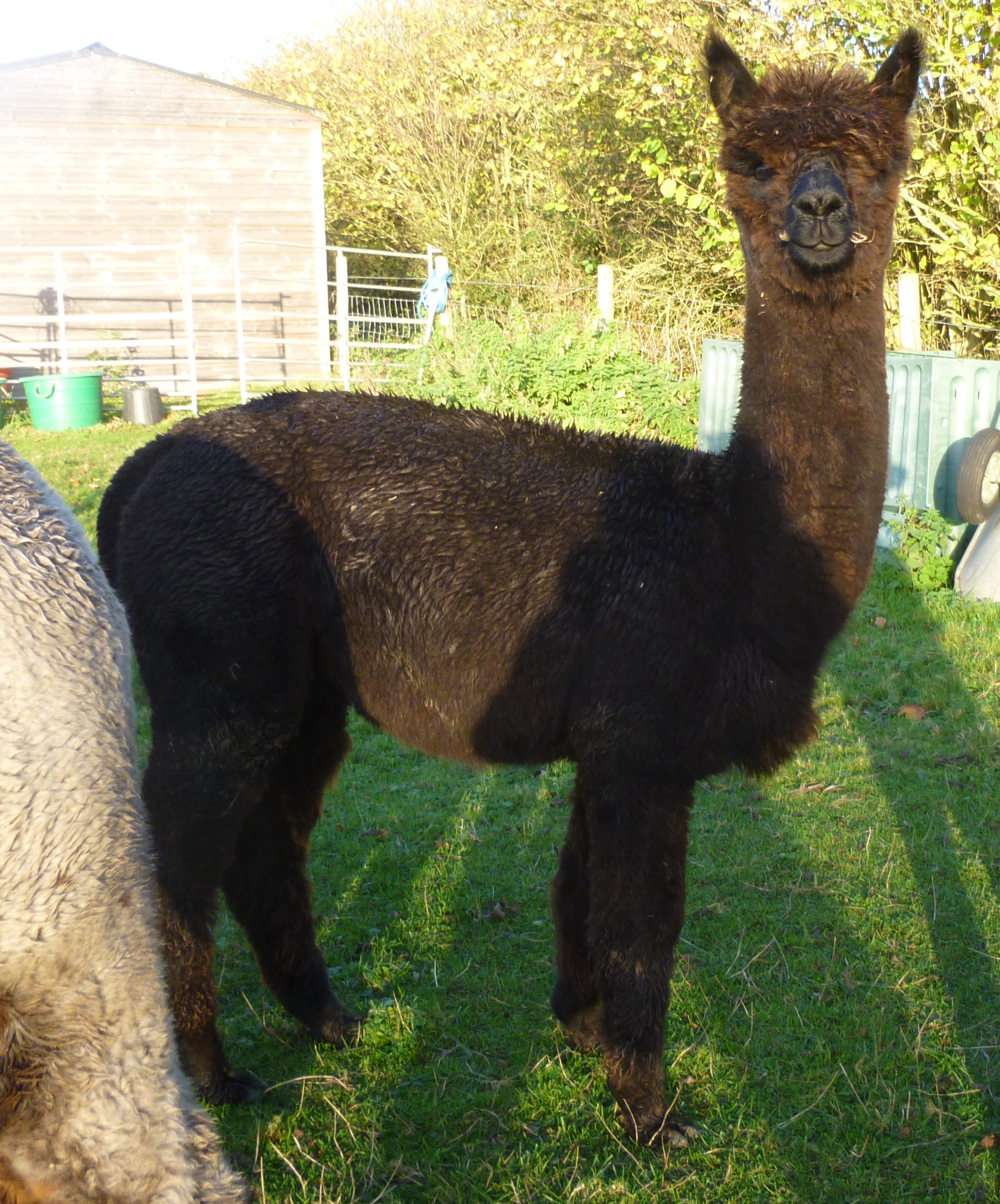 Guinevere
